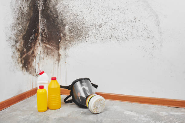 Professional Mold Removal in Union Springs, AL