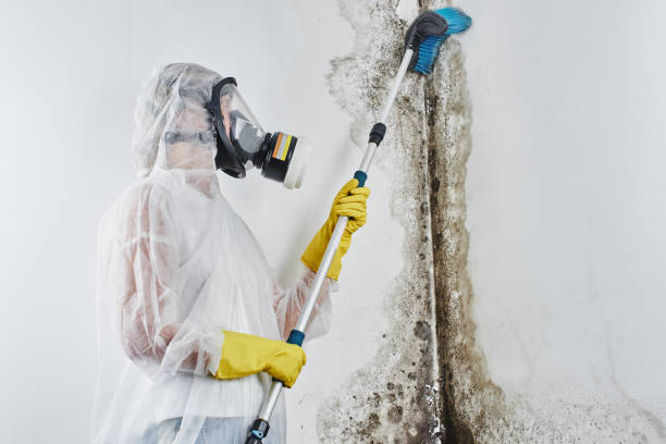 Mold Removal and Inspection in Union Springs, AL