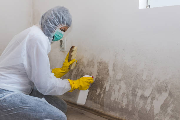 Best Residential Mold Removal  in Union Springs, AL