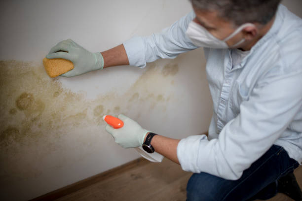 Best Certified Mold Removal  in Union Springs, AL