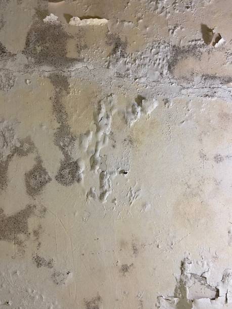 Best Black Mold Removal  in Union Springs, AL