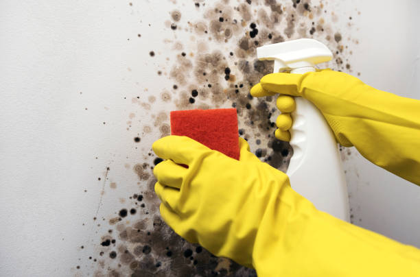 Best Home Mold Removal  in Union Springs, AL