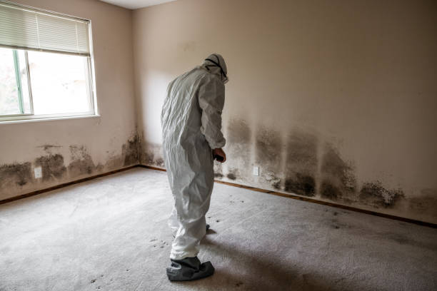 Office Mold Removal Services in Union Springs, AL